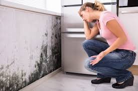 Reliable Avenal, CA Mold Prevention & Removal  Solutions